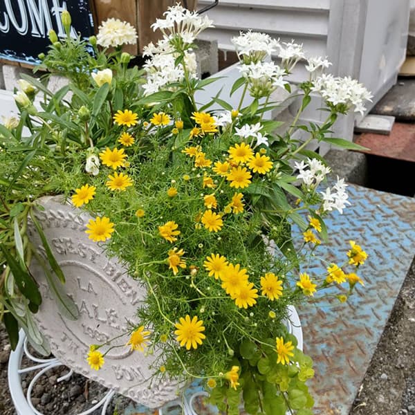 富士市かわいいケーキ屋さんテテの店頭のお花