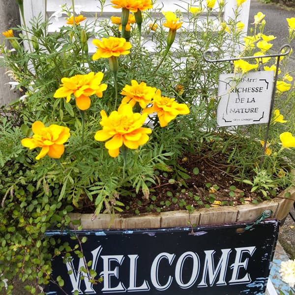 富士市かわいいケーキ屋さんテテの店頭のお花